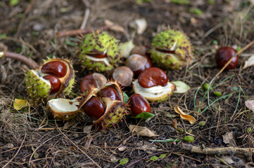Aesculus hippocastanum, brown horse chestnuts, conker tree ripened fruits on the ground