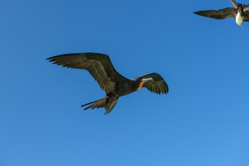 fragatas volando y pescando en holbox