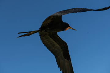 fragatas volando y pescando en holbox