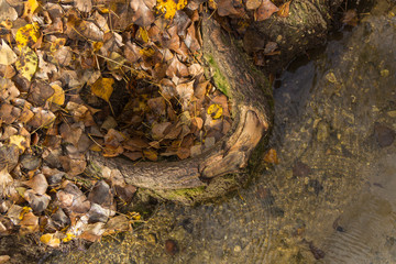 Fondo de hojas con la raíz de un arbol como protagonista, que separa la orilla del rio.