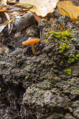 seta sobre el tronco de un árbol, con musgo a su alrededor.