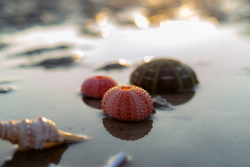 Sea urchin shells on wet sand beach