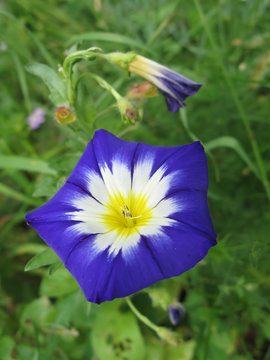 Fleur de Liseron dans les Alpes
