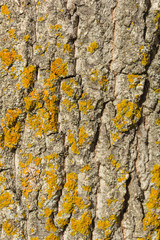 textura de corteza de árbol con líquenes.