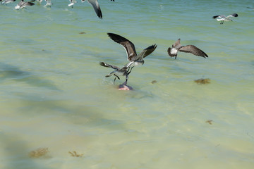 fragatas volando y pescando en holbox