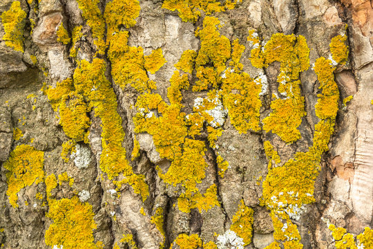 Liquen Bilder Durchsuchen 2,053 Archivfotos, und