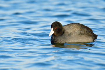Blässhuhn im Winter