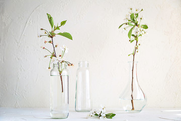 Spring tree branches in glass bottles on white