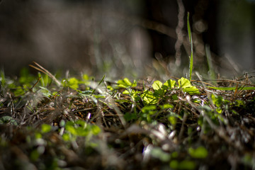 flowers in the forest