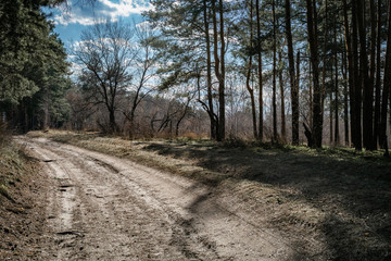 Fototapeta premium road in the forest