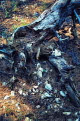 The dead old tree lies in the wild forest.