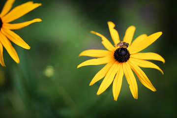 Bee sitting on Yellow Flower 
