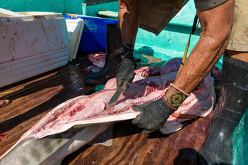 pescadores fileteando, cortando, limpiando pescado tiburon gato tigre
