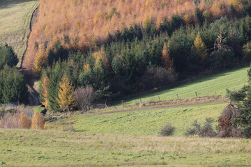 Wald im Herbst