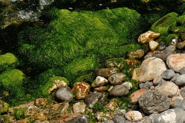 A Beautiful Stones and Moss Texture