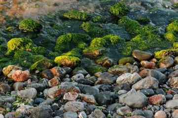 Stones Covered with Moss on a Beach in Greece