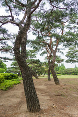 Seoul National Cemetery, Seoul, South Korea