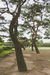 Obraz premium Seoul National Cemetery, Seoul, South Korea