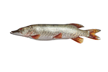 Fish pike isolated on white background - Fresh fish.