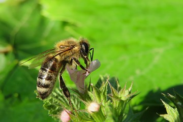 Bee on lamium purpureum flower on natural green leaves background, closeup
