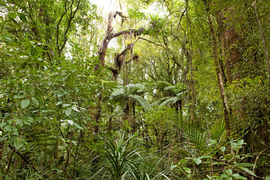 Fototapeta New Zealand, North Island
