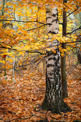 Vibrant colorful autumnal foliage on birch trees and on ground. Calm and quiet scenery