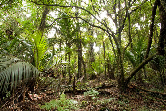 Fototapeta New Zealand, North Island