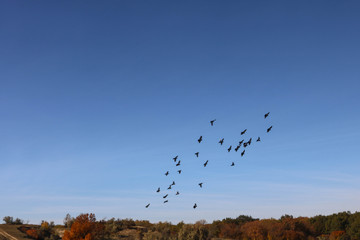 flock of birds on blue sky