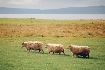 Naklejka na ściany i meble Sheep grazing at the meadow of northern Iceland at sunny weather