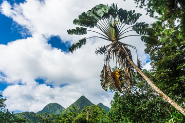 Landscape of the jungle and the volcano Mount Pelee of Martinique