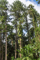 Fototapeta premium Jungle of Mount Pelee, Martinique