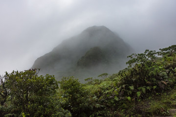 The Mount Pelee Volcano and the fog in the jungle of Martinique