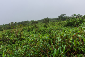 Fototapeta na wymiar Lush vegetation in the jungle of Saint Lucia, Caribbean