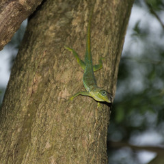 Naklejka na ściany i meble Anolis Lizard on a tree in the jungle of Martinique