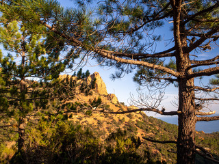 Fototapeta premium Pine tree in the Esterel mountains in the French Riviera 