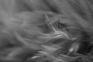 Blur Bird chickens feather texture for background, Fantasy, Abstract, soft color of art design.