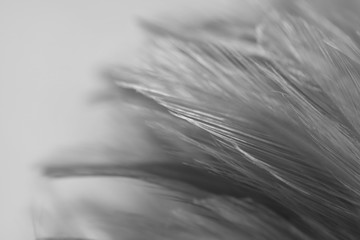 Blur Bird chickens feather texture for background, Fantasy, Abstract, soft color of art design.