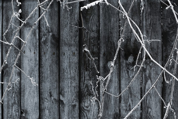 Branches covered with hoarfrost against an old shabby wooden fence in winter. Close-up