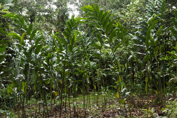 Lush vegetation in the jungle of Saint Lucia, Caribbean