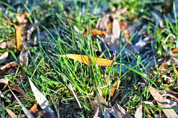 The first frost (morning frosts) on the pond, maple leaves frozen in the ice. City Park in late autumn