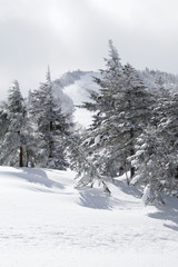 Winter wonderland in the mountains near Kusatsu Onsen, Japan