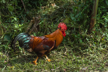 Wild rooster walking around in the jungle, Martinique