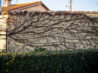 ivy on facade in winter
