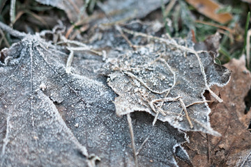The first frost (morning frosts) on the pond, maple leaves frozen in the ice. City Park in late autumn