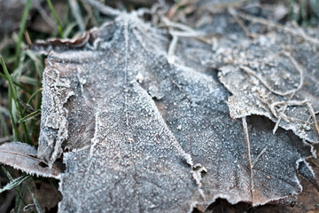 The first frost (morning frosts) on the pond, maple leaves frozen in the ice. City Park in late autumn