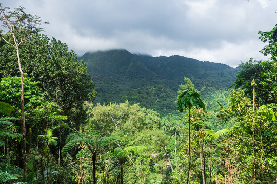 Jungle of Mount Pelee, Martinique