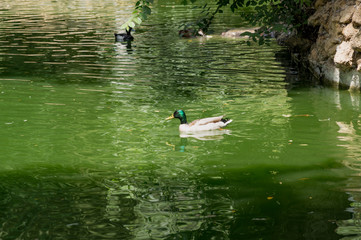 Waterfowl in lakes Maria Luisa Park in the Andalusian capital, Sevilla in Spain