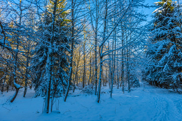 Winterwald