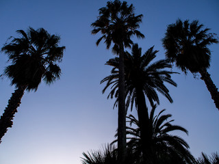 silhouetted palm trees at dusk