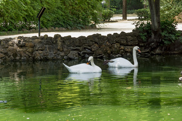 Waterfowl in lakes Maria Luisa Park in the Andalusian capital, Sevilla in Spain